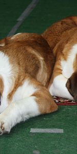 Animals,To Lie Down,Lie,Muzzle,St Bernard,Expectation,Waiting,St Bernards,Dogs