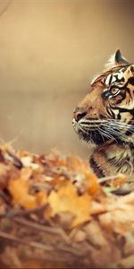 Animals,To Lie Down,Lie,Muzzle,Tiger,Autumn,Leaves