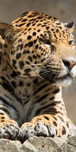 Jaguar,Tumbarse,Mentir,Depredador,Gato Grande,Bestia,Animales