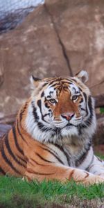 Animales,Tumbarse,Mentir,Depredador,Tigre Siberiano,Tigre De Amur