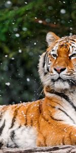 Animals,To Lie Down,Lie,Predator,Snow,Tiger