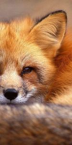 Animaux,Se Coucher,Mensonge,Queue,La Fourrure,Un Renard,Fourrure,Se Reposer,Relaxation,Renard