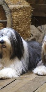 Animals,To Lie Down,Lie,Shed,Bags,Bearded Collie,Pair,Wooden Floor,Dogs,Couple,Wheel,Barn