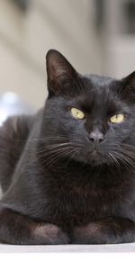 Gato,Tumbarse,Mentir,Visión,Animales,Opinión,El Negro