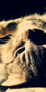 Animals,To Lie Down,Lie,Striped,Shadow,Sleep,Dream,Cat