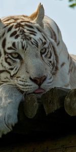 Animals,To Lie Down,Lie,Striped,White Tiger,Ussuriysk,Ussuri