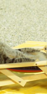 Animals,To Lie Down,Lie,Sun Lounger,Deck Chair,Joke,Cat,Beach