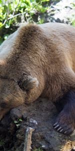 Animals,To Lie Down,Lie,Tree,Brown Bear,Wood,Beast