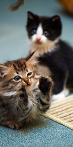 Animals,Toddlers,Playful,Kittens,Kids