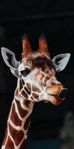 Animals,Tongue Stuck Out,Protruding Tongue,Animal,Giraffe,Funny