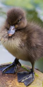 Niño,Nene,Patas,Patito,Anadón,Animales