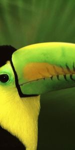 Toucans,Animaux,Oiseaux