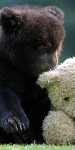 Animals,Toys,Bears