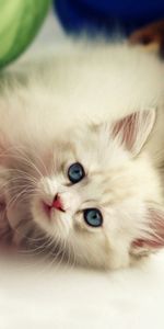 Animals,Toys,Kitty,Playful,Kid,Tot,Kitten