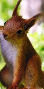 Écureuil,Animaux,Bois,Arbre,Montée,Grimper,Animal