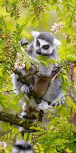 Lémurien,Bois,Arbre,Faune,Animal,Branche,Maki,Animaux