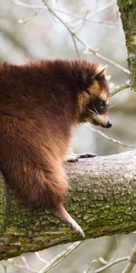 Animals,Tree,Branch,Animal,Raccoon