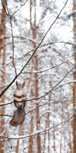 Животные,Дерево,Грызун,Белка,Милый,Ветка