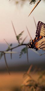 Animals,Tree,Branch,Wood,Wings,Butterfly,Pattern