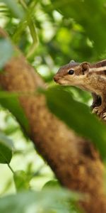 Animales,Madera,Sucursales,Ramas,Rayas,Rayado,Ardilla,Árbol