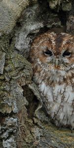 Animals,Tree,Disguise,Bark,Trunk,Bird,Wood,Camouflage,Owl