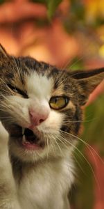 Animals,Tree,Fangs,Trunk,Wood,Branch,Cat