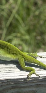 Ящерица,Anolis Carolinensis,Лазать,Дерево,Животные