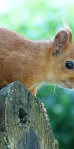 Animals,Tree,Muzzle,Look Out,Squirrel,Wood,Peek Out