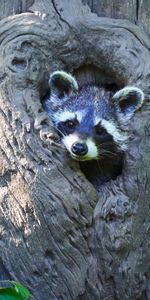 Animals,Tree,Muzzle,Nice,Sweetheart,Wood,Raccoon