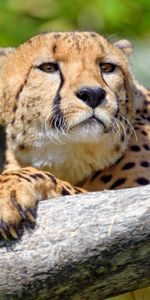 Animals,Tree,Muzzle,Predator,Sight,Opinion,Wood,Big Cat,Cheetah