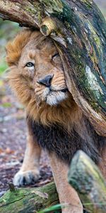 Bois,Arbre,Gros Chat,Animaux,Fauve,Prédateur,Un Lion,Lion