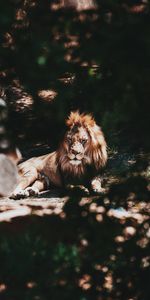 Bois,Arbre,Animaux,Branche,Gros Chat,Prédateur,Fauve,Lion,Un Lion