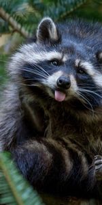 Animals,Tree,Raccoon,Nature,Wood