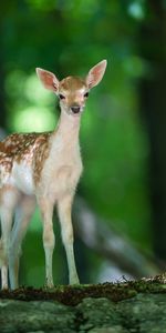 Animales,Adular,Cervatillo,Madera,Visión,Árbol,Opinión