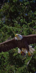 Animales,Pájaro,Depredador,Vuelo,Águila Cabeciblanca,Águila Calva,Árboles