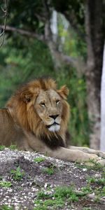 Animaux,Fauve,Roi Des Bêtes,Arbres,Gros Chat,Un Lion,Lion