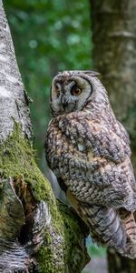 Animals,Trees,Bird,Moss,Owl