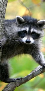 Animals,Trees,Branches,Animal,Climb,Raccoon