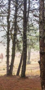 Forêt,Arbres,Animal,Animaux,Cheval