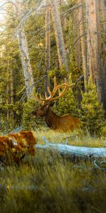 Animaux,Arbres,Animal,Forêt,Cornes,Cerf