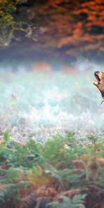 Animales,Árboles,Hierba,Niebla,Temor,Ciervo,Miedo