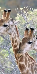 Animals,Trees,Grass,Giraffes,Pair,Couple