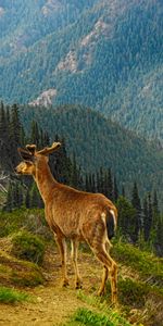 Animals,Trees,Grass,Mountains,Forest,Deer