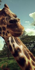 Animals,Trees,Grass,Muzzle,Giraffe