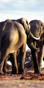 Animals,Trees,Grass,Pair,Stroll,Africa,Couple,Elephants