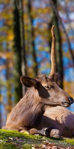 Árboles,Hierba,Sentarse,Animales,Ciervo