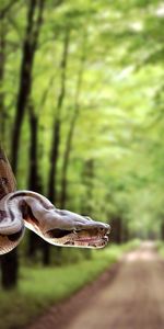 Serpent,Arbres,Herbe,Route,Flou,Lisse,Animaux