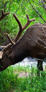 Arbres,Herbe,Flâner,Promenade,Cerf,Animaux