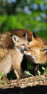 Animals,Trees,Grass,Young,Pair,Joey,Fox,Couple