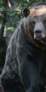 Bosque,Soportar,Oso,Oso Pardo,Oso Gris,Animales,Árboles